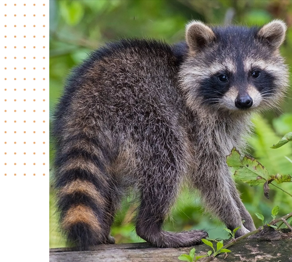 24/7 wildlife removal company in Cleveland