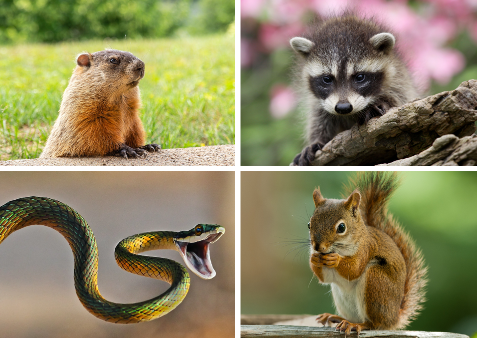 quality wildlife removal services in Milton