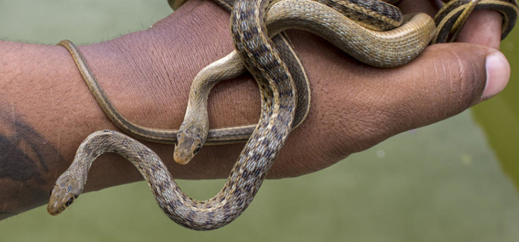 Fairview Shores baby snakes removal