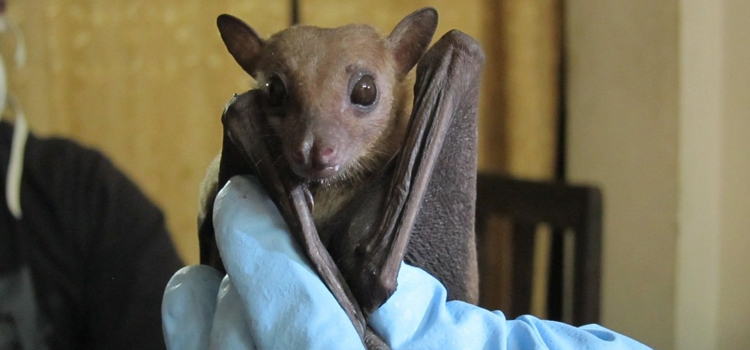 Vidalia bat trapping services