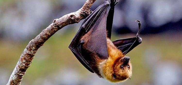 Highland Park bats colony removal