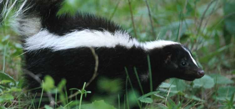 get rid of a skunk in your home in Bloomingdale