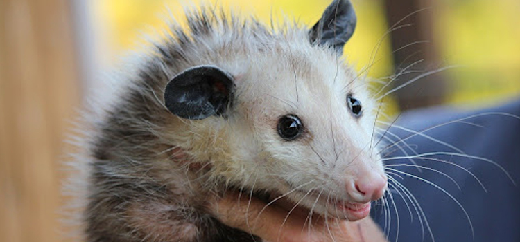 get rid of opossum under deck in Newnan