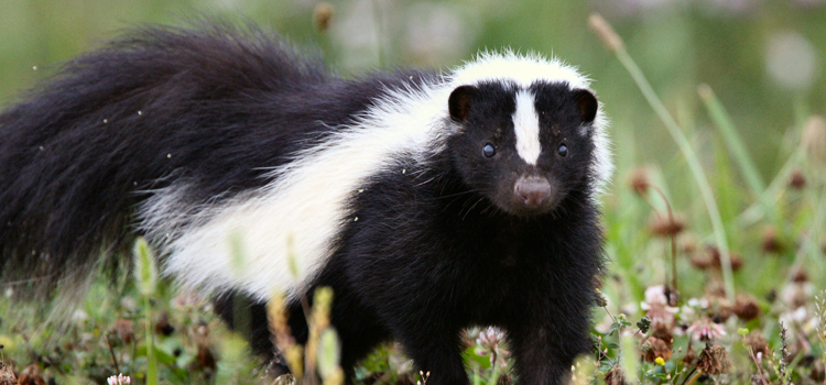 get rid of skunks humanely in La Crosse