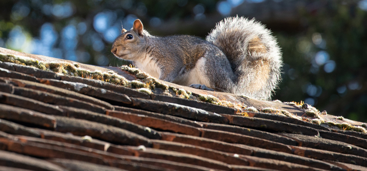 get rid of squirrels outside in Oak Hill