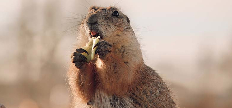 gopher removal companies near me in Miami Beach
