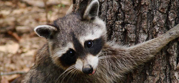 Saint Augustine pest control for raccoon removal