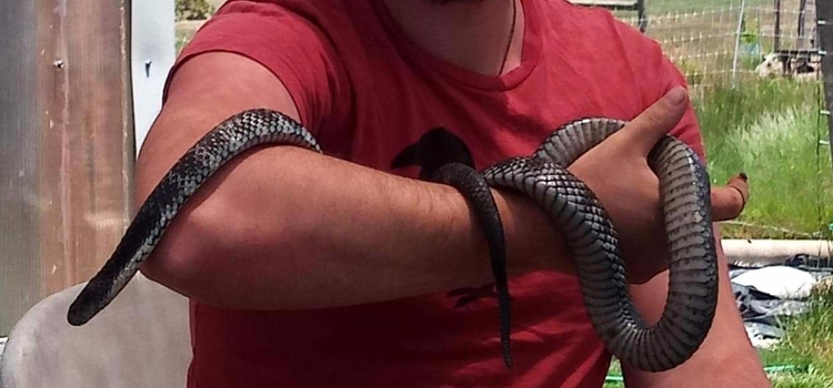 remove snakes under your house or deck in Valdosta