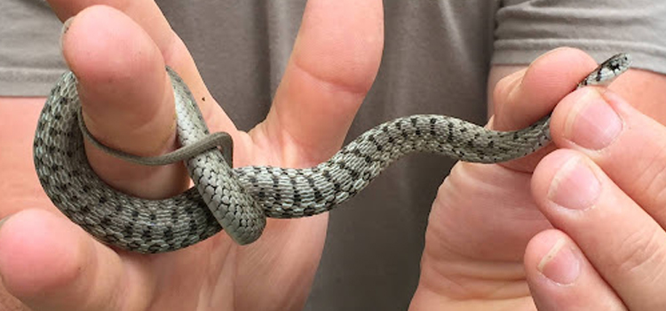 snake removal in Madison