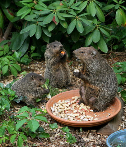 Gainesville groundhog removal