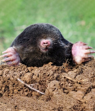 mole removal in Wildwood