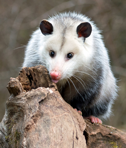 Wildwood opossum removal