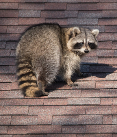 raccoon removal in Wildwood