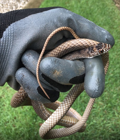 Bowling Green snake removal