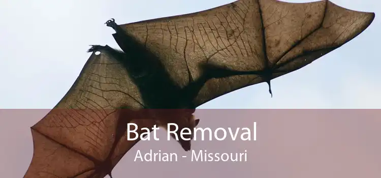 Bat Removal Adrian - Missouri