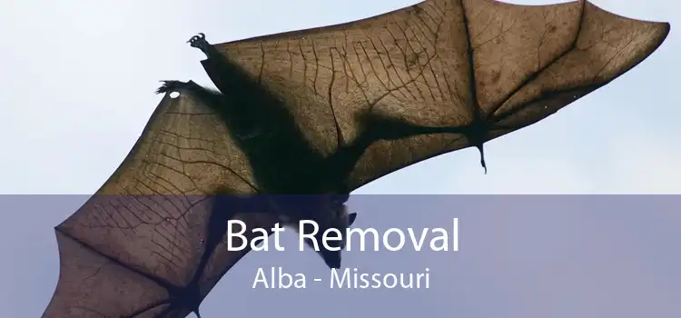 Bat Removal Alba - Missouri