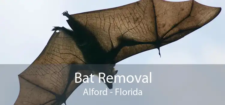 Bat Removal Alford - Florida
