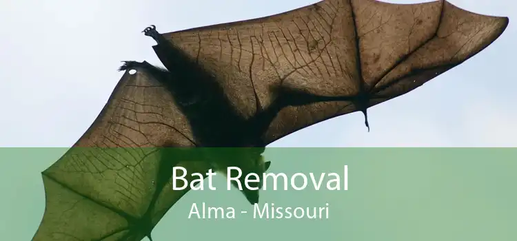 Bat Removal Alma - Missouri