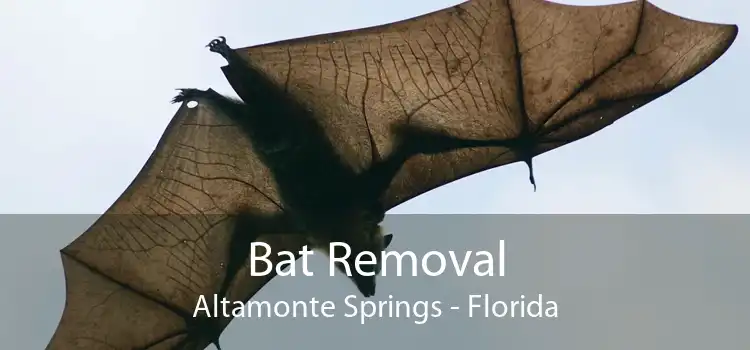 Bat Removal Altamonte Springs - Florida