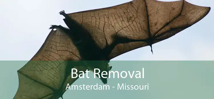 Bat Removal Amsterdam - Missouri