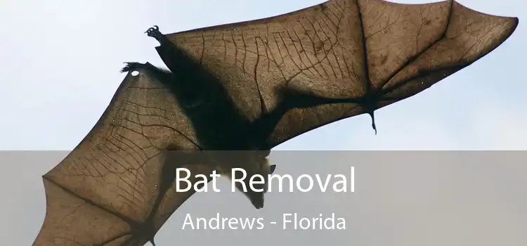 Bat Removal Andrews - Florida