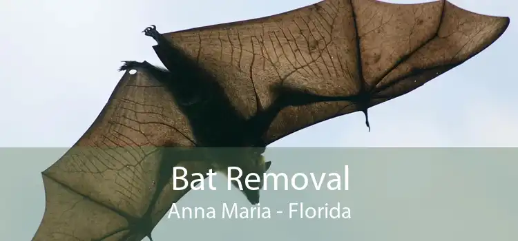 Bat Removal Anna Maria - Florida