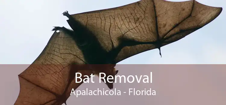 Bat Removal Apalachicola - Florida
