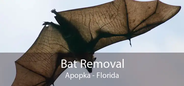 Bat Removal Apopka - Florida
