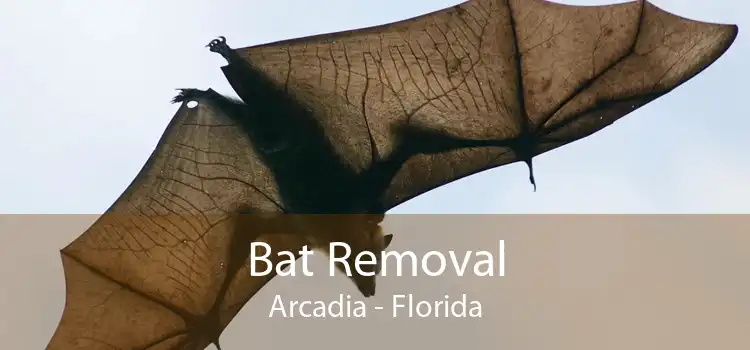 Bat Removal Arcadia - Florida