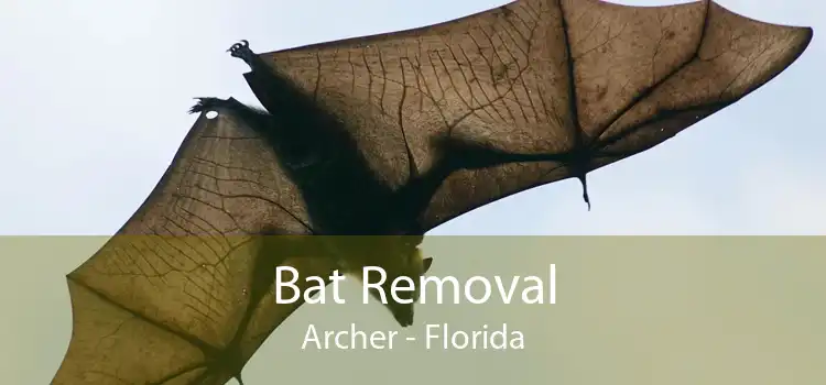 Bat Removal Archer - Florida