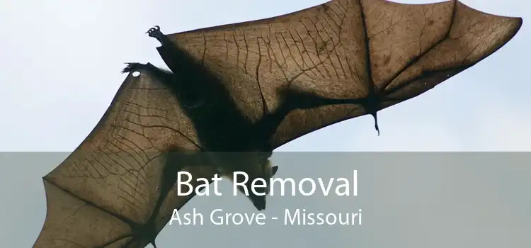 Bat Removal Ash Grove - Missouri
