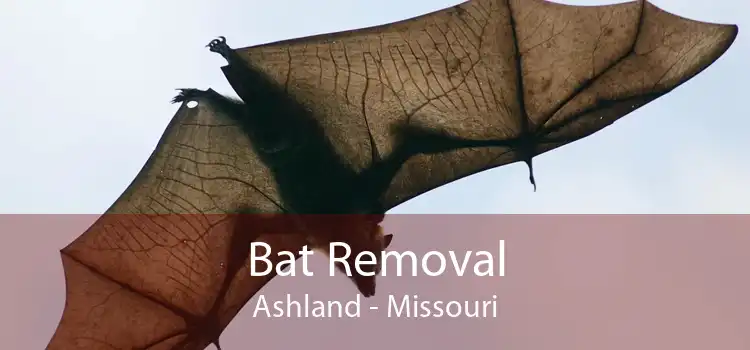 Bat Removal Ashland - Missouri
