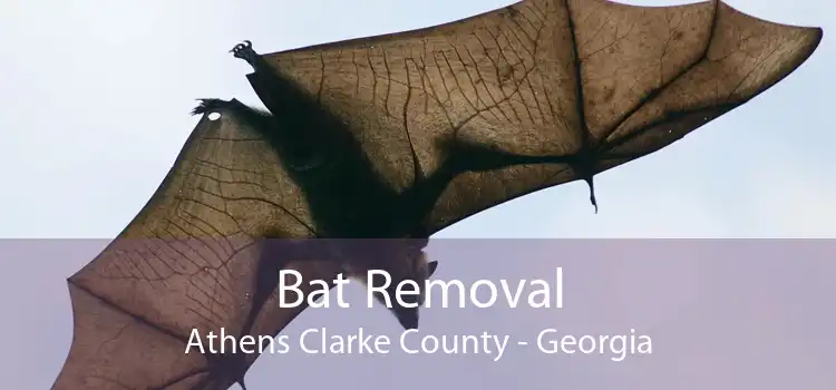 Bat Removal Athens Clarke County - Georgia