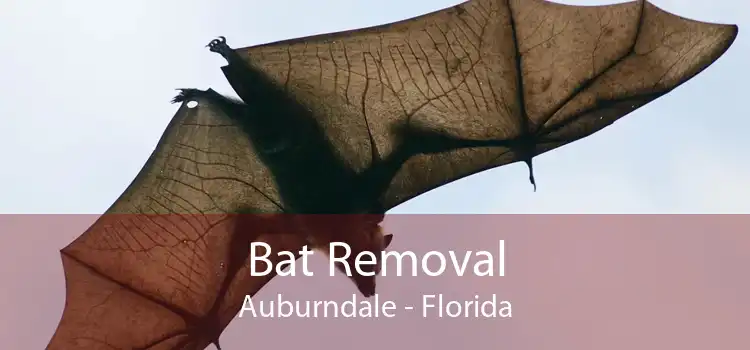 Bat Removal Auburndale - Florida