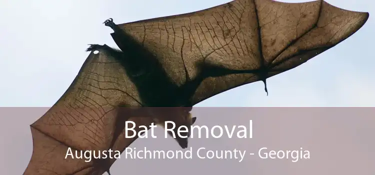 Bat Removal Augusta Richmond County - Georgia