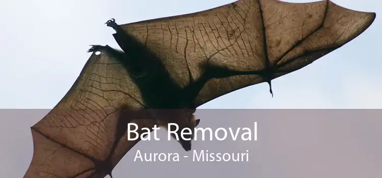 Bat Removal Aurora - Missouri
