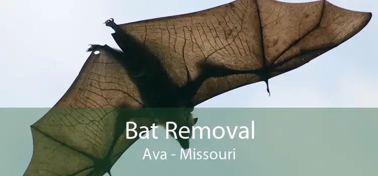 Bat Removal Ava - Missouri