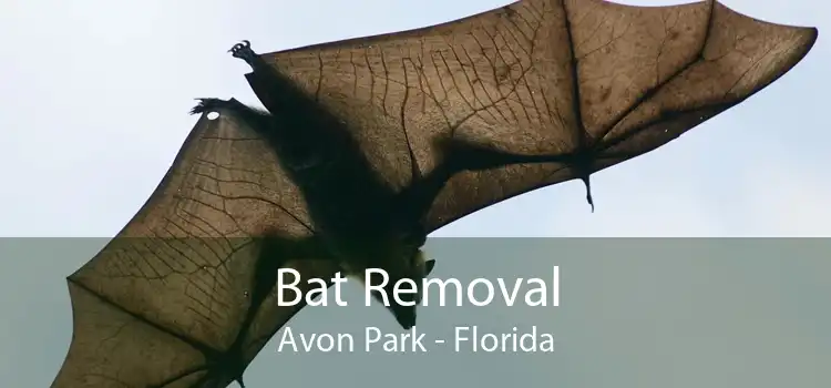 Bat Removal Avon Park - Florida