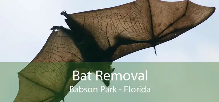 Bat Removal Babson Park - Florida