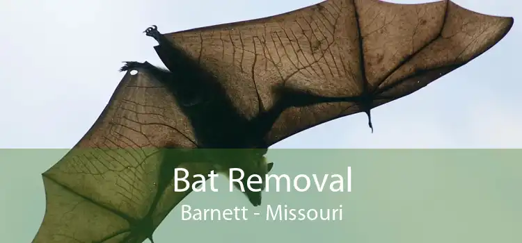 Bat Removal Barnett - Missouri