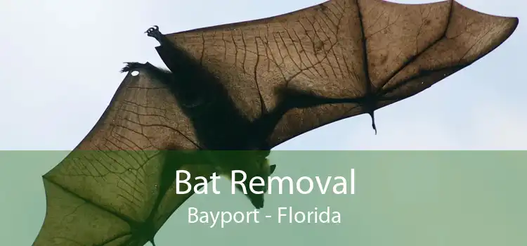 Bat Removal Bayport - Florida