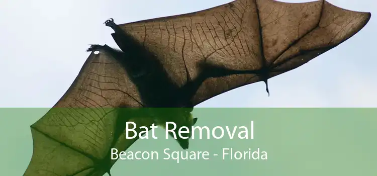 Bat Removal Beacon Square - Florida