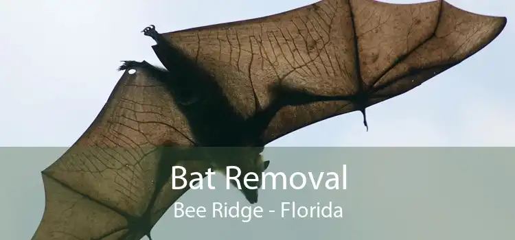Bat Removal Bee Ridge - Florida
