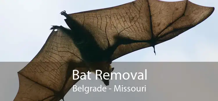 Bat Removal Belgrade - Missouri