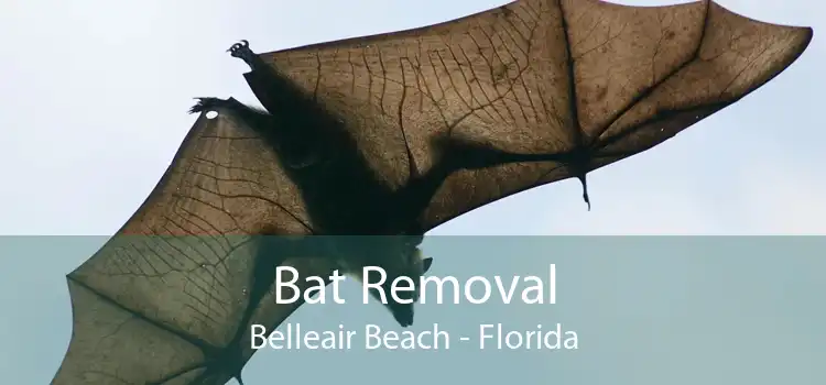 Bat Removal Belleair Beach - Florida