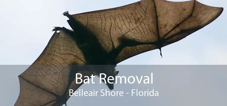 Bat Removal Belleair Shore - Florida