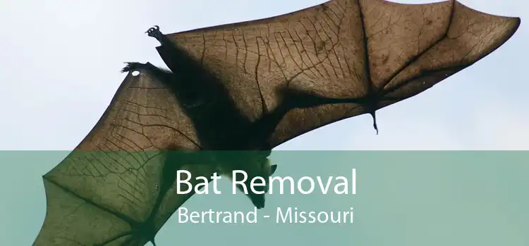 Bat Removal Bertrand - Missouri