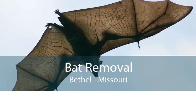 Bat Removal Bethel - Missouri
