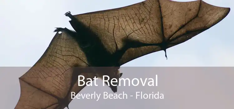 Bat Removal Beverly Beach - Florida