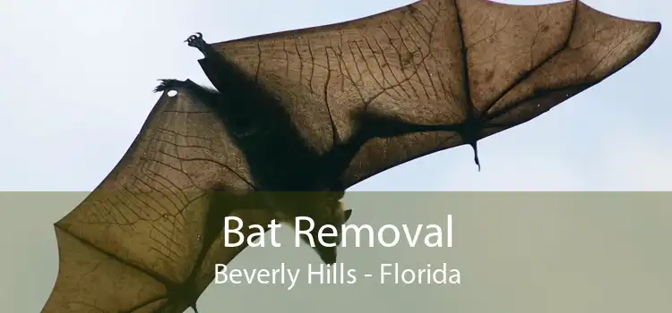 Bat Removal Beverly Hills - Florida